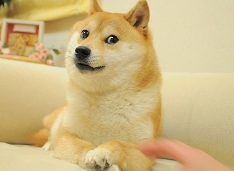 chatdoge